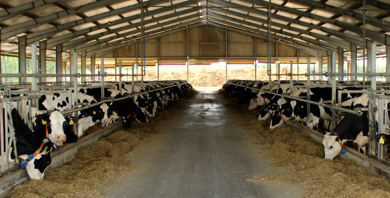 Milchkuhhaltung bei der Methauer AGRO-Agrarprodukte GmbH