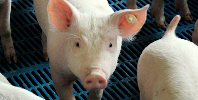 Schweinhaltung bei der Methauer AGRO-Agrarprodukte GmbH