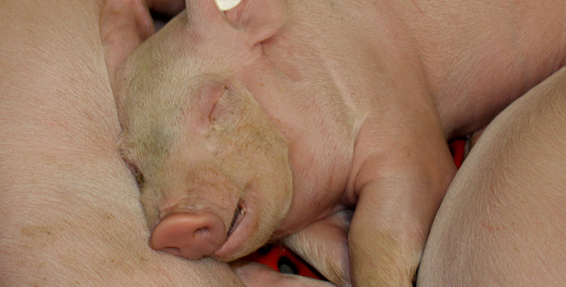 Schweinhaltung bei der Methauer AGRO-Agrarprodukte GmbH